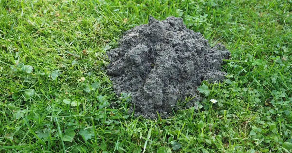 Moles