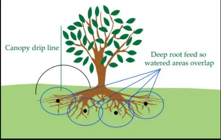 Deep+Root+Feedings