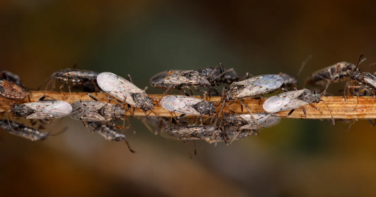 Turfgrass+Surface+Insecticide